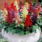 30 Pcs Clary Salvia Mixed (Red, Blue) Flower Seeds, professional pack