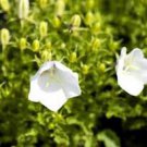 50 Pcs Campanula Carpatica 'White Clips' Perennial Flowers