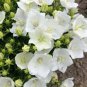 50 Pcs Campanula Carpatica 'White Clips' Perennial Flowers