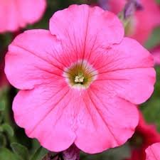 60 Pcs Pink Petunia Bright Color Rare Seed