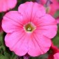 60 Pcs Pink Petunia Bright Color Rare Seed
