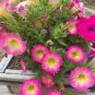 60 Pcs Pink Petunia Bright Color Rare Seed