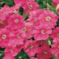 60 Pcs Pink Petunia Bright Color Rare Seed
