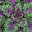 30 Pcs Purple Rape Seeds Non-Gmo Heirloom Organic Vegetables