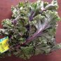 30 Pcs Purple Rape Seeds Non-Gmo Heirloom Organic Vegetables