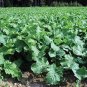 30 Pcs Purple Rape Seeds Non-Gmo Heirloom Organic Vegetables