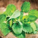 40 Pcs Fresh Lemon Mint Herbs Balm Heirloom Seeds 40 Pcs Fresh Lemon Mint Herbs Balm Heirloom Seeds