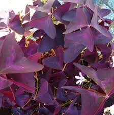 2 Pcs Red Woodsorrel Oxalis Corymbosa Flower Seed