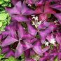 2 Pcs Red Woodsorrel Oxalis Corymbosa Flower Seed