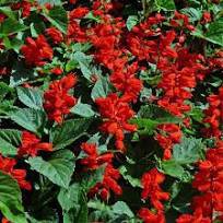 30 Pcs Salvia RED ROCKET HOT JAZZ Salvia Splendens Height up to 60cm