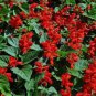 30 Pcs Salvia RED ROCKET HOT JAZZ Salvia Splendens Height up to 60cm