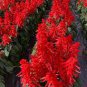 30 Pcs Salvia RED ROCKET HOT JAZZ Salvia Splendens Height up to 60cm