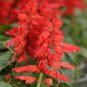 30 Pcs Salvia RED ROCKET HOT JAZZ Salvia Splendens Height up to 60cm