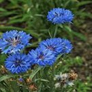 50 Pcs TALL BLUE BACHELORS BUTTON CORNFLOWER Seeds