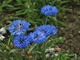 50 Pcs TALL BLUE BACHELORS BUTTON CORNFLOWER Seeds