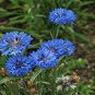 50 Pcs TALL BLUE BACHELORS BUTTON CORNFLOWER Seeds