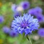 50 Pcs TALL BLUE BACHELORS BUTTON CORNFLOWER Seeds