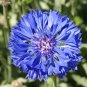 50 Pcs TALL BLUE BACHELORS BUTTON CORNFLOWER Seeds