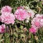 50 Pcs TALL Pink BACHELORS BUTTON CORNFLOWER Seeds