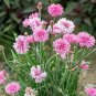 50 Pcs TALL Pink BACHELORS BUTTON CORNFLOWER Seeds