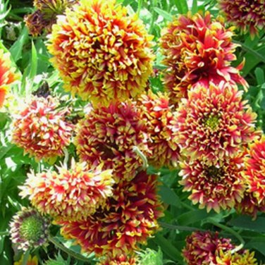 30 Pcs Gaillardia Pulchella Sundance Seeds Beautiful Blanket Flower