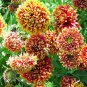 30 Pcs Gaillardia Pulchella Sundance Seeds Beautiful Blanket Flower