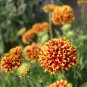 30 Pcs Gaillardia Pulchella Sundance Seeds Beautiful Blanket Flower