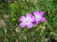 20 Pcs Purple CORN COCKLES Seeds Agrostemma githago Milas Rose