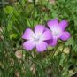 20 Pcs Purple CORN COCKLES Seeds Agrostemma githago Milas Rose