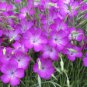 20 Pcs Purple CORN COCKLES Seeds Agrostemma githago Milas Rose