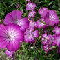 20 Pcs Purple CORN COCKLES Seeds Agrostemma githago Milas Rose
