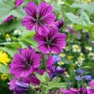 30 Pcs HOLLYHOCK MALLOW MYSTIC MERLIN BEAUTIFUL HARDY PERENNIAL SPECIES 30 Pcs HOLLYHOCK MALLOW MYSTIC MERLIN BEAUTIFUL HARDY PERENNIAL SPECIES