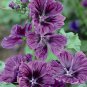 30 Pcs HOLLYHOCK MALLOW MYSTIC MERLIN BEAUTIFUL HARDY PERENNIAL SPECIES