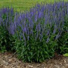 50 Pcs Veronica Spicata Speedwell Flower Seeds