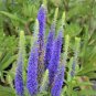 50 Pcs Veronica Spicata Speedwell Flower Seeds