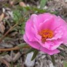 100 Pcs Pink Portulaca Grandiflora Seeds Homegrown Moss Rose Sun Plant Flowers