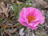 100 Pcs Pink Portulaca Grandiflora Seeds Homegrown Moss Rose Sun Plant Flowers