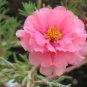 100 Pcs Pink Portulaca Grandiflora Seeds Homegrown Moss Rose Sun Plant Flowers