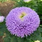 50 Pcs Callistephus chinensis China Aster Duchess Blue Ice Annual Seeds 50 Pcs Callistephus chinensis China Aster Duchess Blue Ice Annual Seeds