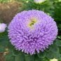 50 Pcs Callistephus chinensis China Aster Duchess Blue Ice Annual Seeds