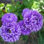 50 Pcs Callistephus chinensis China Aster Duchess Blue Ice Annual Seeds