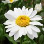 30 Pcs White DAISY Chrysanthemum Multicaule Mini Marguerite Flower Seeds