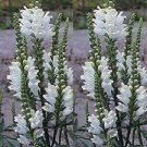 20 Pcs White OBEDIENT PLANT Seeds Physostegia virginiana alba
