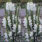 20 Pcs White OBEDIENT PLANT Seeds Physostegia virginiana alba