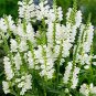20 Pcs White OBEDIENT PLANT Seeds Physostegia virginiana alba