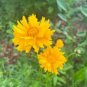 30 Pcs Yellow Coreopsis Sunray Lance Leaf