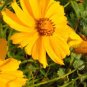 30 Pcs Yellow Coreopsis Sunray Lance Leaf