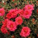 100 Pcs Red Portulaca Grandiflora Seeds Homegrown Moss Rose Sun Plant Flowers 100 Pcs Red Portulaca Grandiflora Seeds Homegrown Moss Rose Sun Plant Flowers