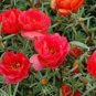 100 Pcs Red Portulaca Grandiflora Seeds Homegrown Moss Rose Sun Plant Flowers