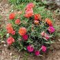 100 Pcs Red Portulaca Grandiflora Seeds Homegrown Moss Rose Sun Plant Flowers